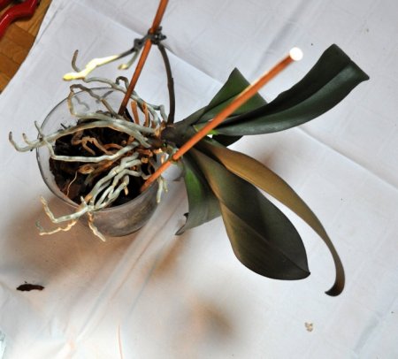 Прекрасна квітка орхідея - як розсаджувати цю рослину