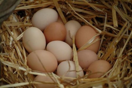 Скільки висиджують яйця кури. Скільки разів курка висиджує яйця