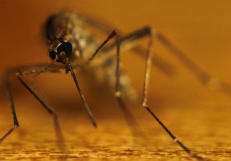 Скільки живе комар в природі і в приміщенні?