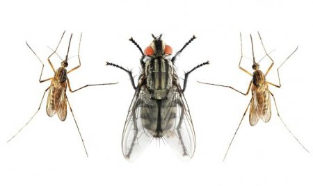 Скільки живуть комарі в природі?
