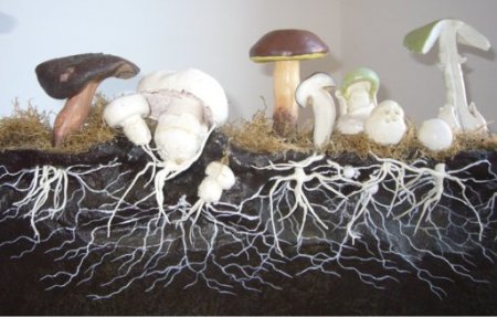 Трубчасті гриби: їстівні та неїстівні
