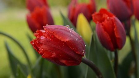 Тюльпани: догляд після цвітіння. Коли викопувати цибулини тюльпанів?