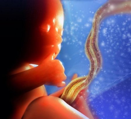 Як дихає дитина в утробі матері: особливості плацентарного дихання. Роль пуповини в процесі клітинного дихання