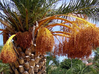 Чи виросте фінікова пальма в домашніх умовах з кісточки? Фінікова пальма: вирощування і догляд