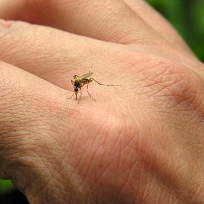Цікаво, а чому комарині укуси сверблять?