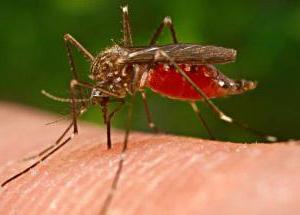 Цікаво, а чому комарині укуси сверблять?