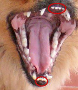 Скільки зубів у собаки? Коли змінюються її «молочні зуби»?