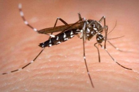 Чому укус комара свербить: причини та методи боротьби