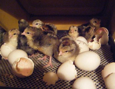 Скільки днів висиджують яйця кури і качки? Скільки часу висиджують яйця кури в інкубаторі максимум?