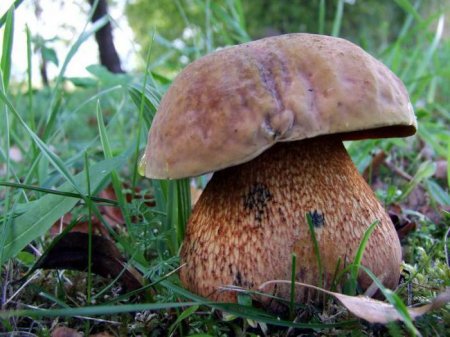 Які гриби на зрізі синіють?