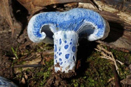 Які гриби на зрізі синіють?