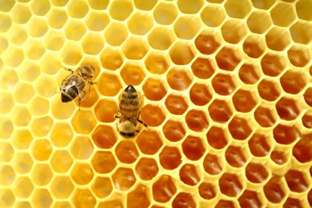 Забрус бджолиний – що це таке?