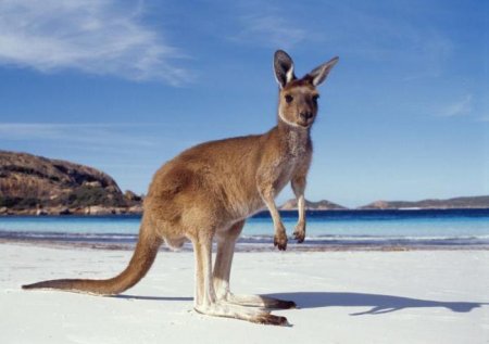 Австралія: форма правління, опис, історія та цікаві факти