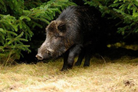 Найбільший у світі кабан: дивовижні історії про диких свиней