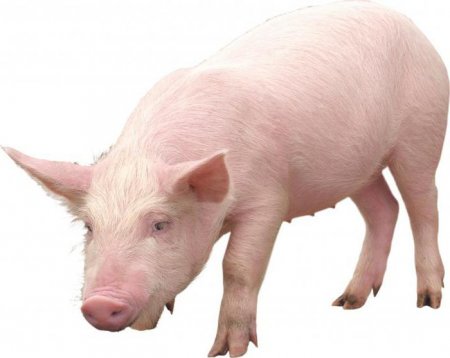 Де живуть домашні свині?