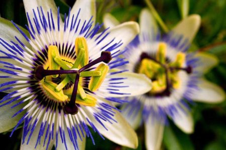Горшкова квітка: опис, види, назви, особливості догляду та вирощування