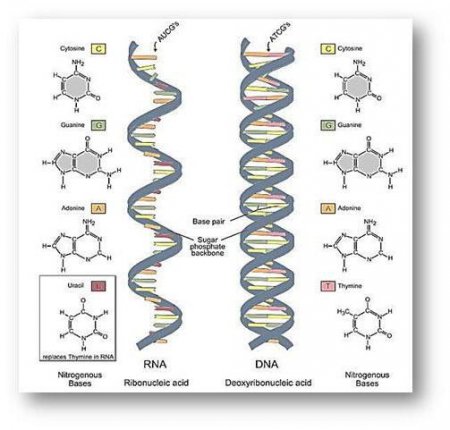 Де синтезується рРНК. Рибосомні рибонуклеїнові кислоти рРНК: характеристика, будова та опис