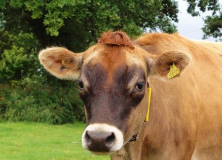 Корова джерсейскої породи: огляд, характеристика