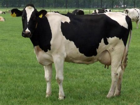 Порода корів холмогорська: опис, характеристики, особливості утримання і розведення