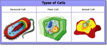 Типи клітинної організації мікроорганізмів