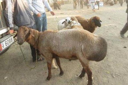 Вівці едильбаєвської породи: опис, розведення