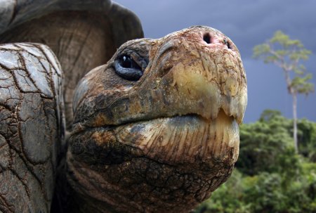 Галапагоські черепахи: які вони?