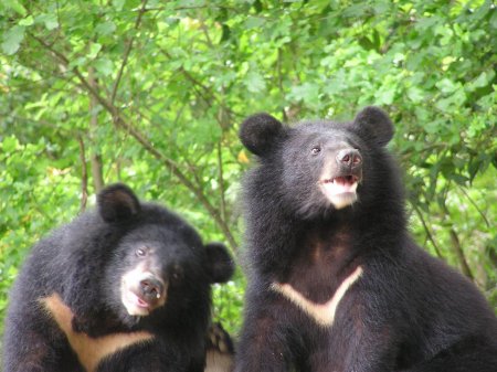Гімалайський ведмідь: фото, опис, середовище проживання і спосіб життя тварини