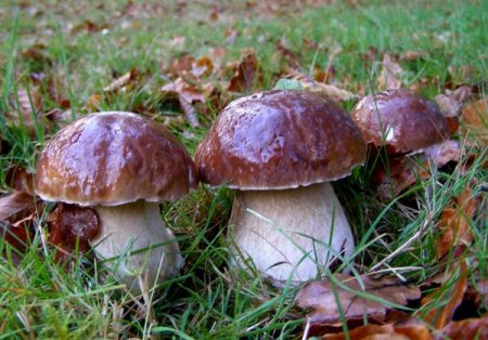 Гриб боровик: фото та опис всіх видів гриба
