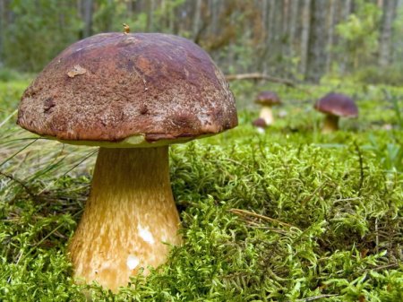 Гриб боровик: фото та опис всіх видів гриба