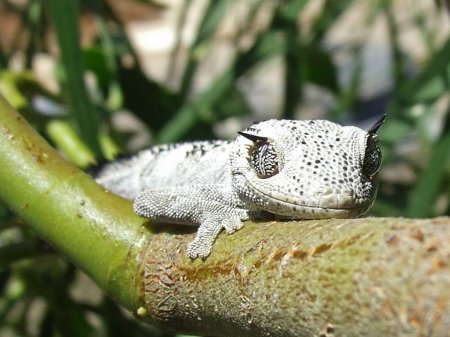 Ящірка гекон: фото і опис, середовище проживання, догляд і годування в домашніх умовах, неймовірні факти