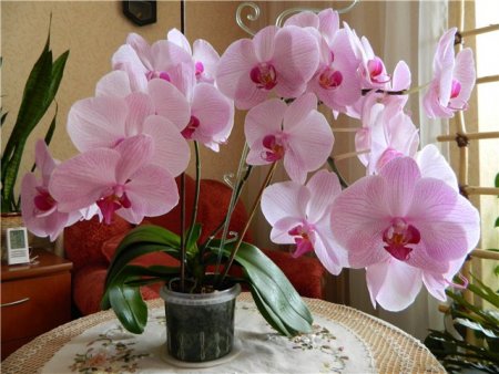 Проста хитрість при поливі орхідей, щоб вони були здоровими і регулярно цвіли
