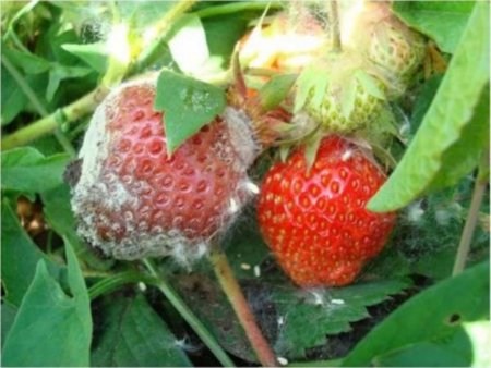Як врятувати урожай полуниці від гнилі в дощовий сезон