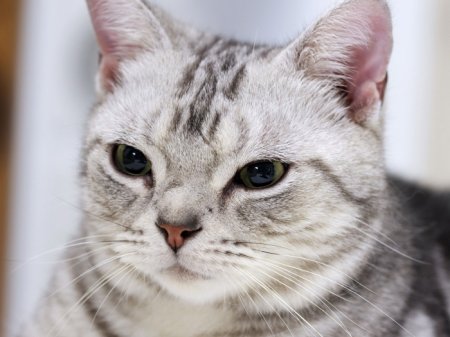 Американська короткошерста кішка: фото, характер і опис