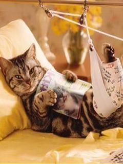 Хвороба котячих подряпин: симптоми і лечние Хвороба котячих подряпин: симптоми і лечние