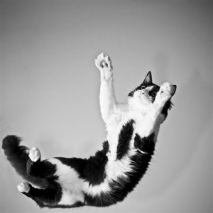 Хвороба котячих подряпин: симптоми і лечние Хвороба котячих подряпин: симптоми і лечние