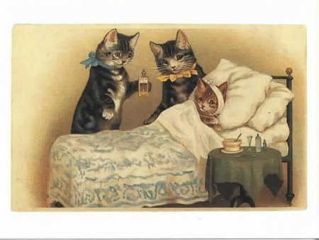 Хвороба котячих подряпин: симптоми і лечние
