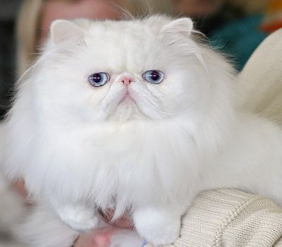 Як назвати кота в залежності від його породи? Як назвати кота в залежності від його породи?