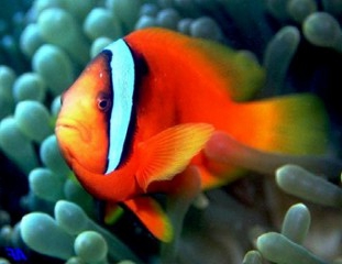 Червоне море. Риби червоного моря: опис з фото Червоне море. Риби червоного моря: опис з фото