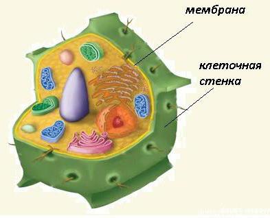 Що таке мембрана? Будова і функції мембрани Що таке мембрана? Будова і функції мембрани