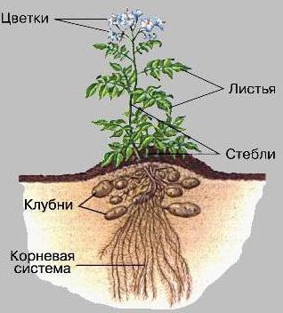 Бульба картоплі, коренева система та надземна частина: опис, характеристики Бульба картоплі, коренева система та надземна частина: опис, характеристики