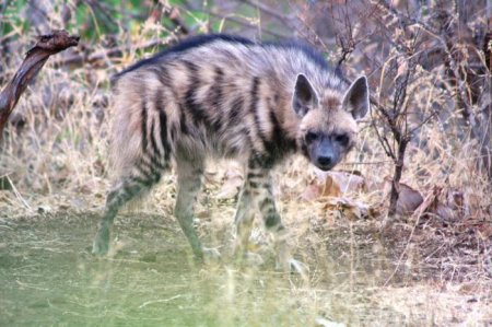  㳺 (Hyaena hyaena): ,  .  㳺