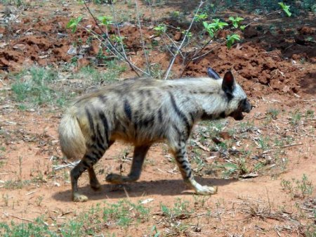  㳺 (Hyaena hyaena): ,  .  㳺