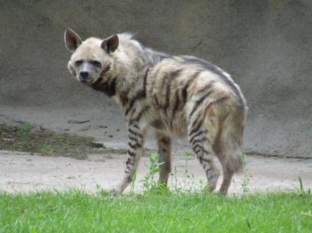  㳺 (Hyaena hyaena): ,  .  㳺
