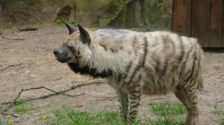  㳺 (Hyaena hyaena): ,  .  㳺
