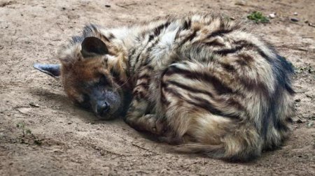  㳺 (Hyaena hyaena): ,  .  㳺