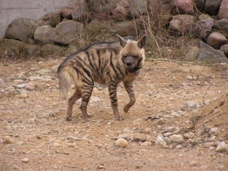  㳺 (Hyaena hyaena): ,  .  㳺