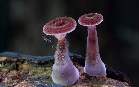 : ,  ,  ,  