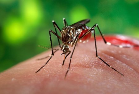 Як прибрати укус комара за 20 секунд