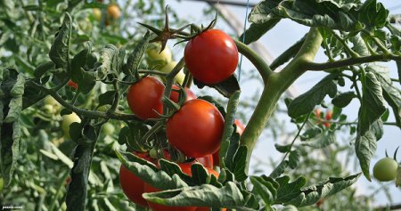 Що ніколи не можна садити поряд із помідорами: щоб невтратите весь свій урожай